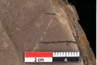 Foto (Detailansicht) von Taxodium distichum miocenicum Heer (NHMW-GEO-2024-0188-0190)